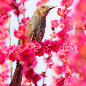 結城神社の梅苑の写真「まるで花札」