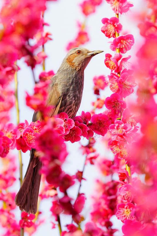 結城神社の梅苑の写真「まるで花札」