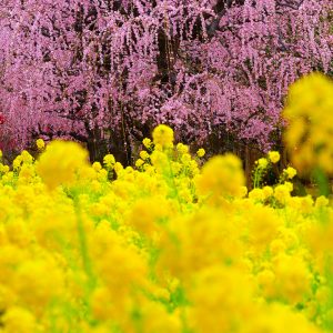 しだれ梅と菜の花