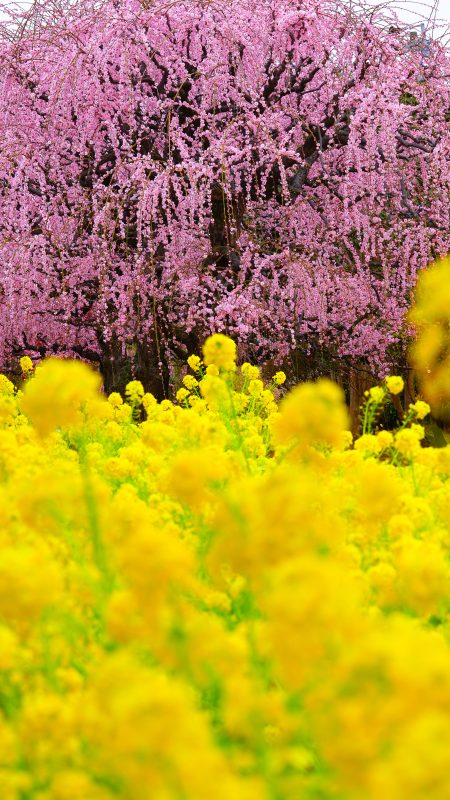 無料スマホ壁紙「しだれ梅と菜の花」