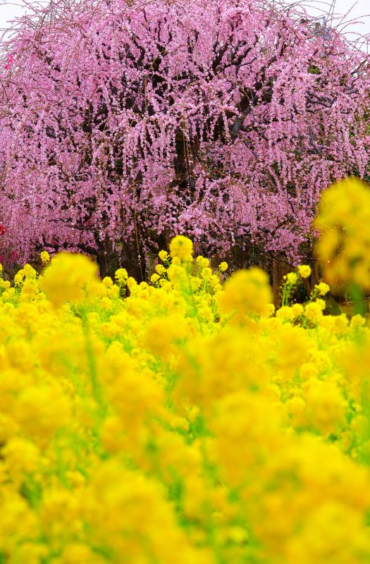 田口梅林園の写真「しだれ梅と菜の花」