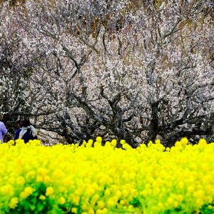 白梅と菜の花