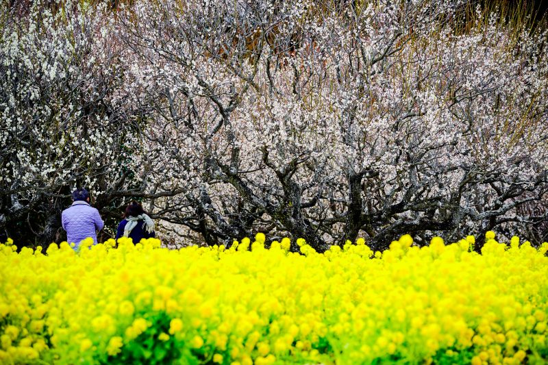 田口梅林園の写真「白梅と菜の花」