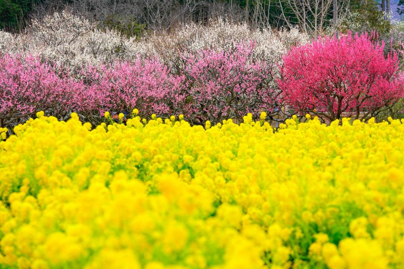 田口梅林園の写真「梅と菜の花の共演」