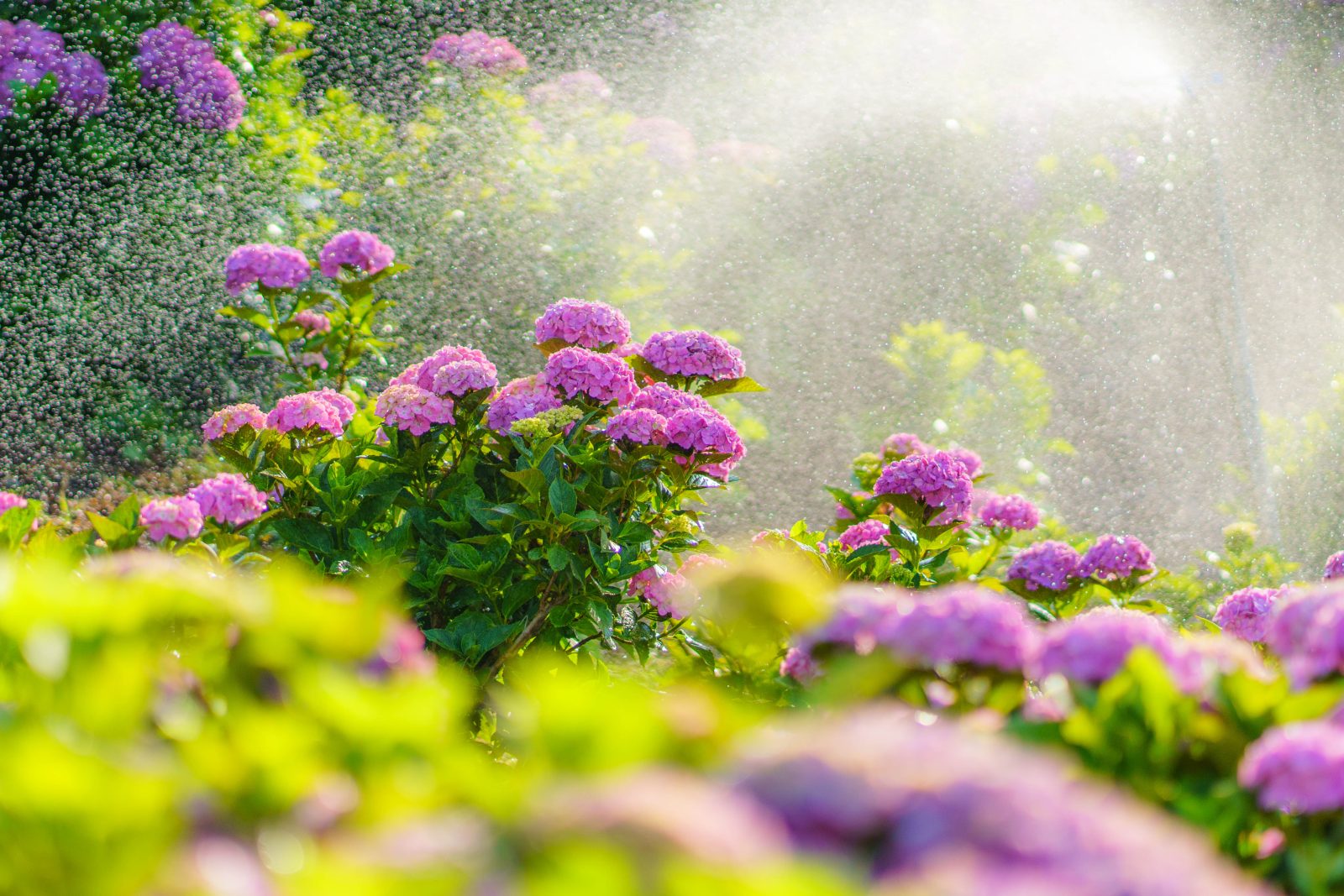 かざはやの里の写真「スプラッシュ紫陽花マウンテン」