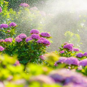 かざはやの里の写真「スプラッシュ紫陽花マウンテン」