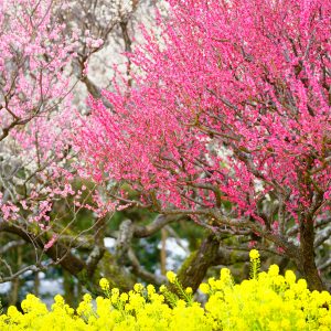 紅梅・白梅・菜の花の共演