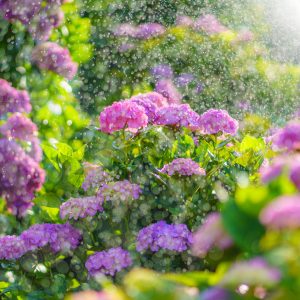 かざはやの里の写真「放水タイム」