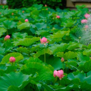蓮池と噴水