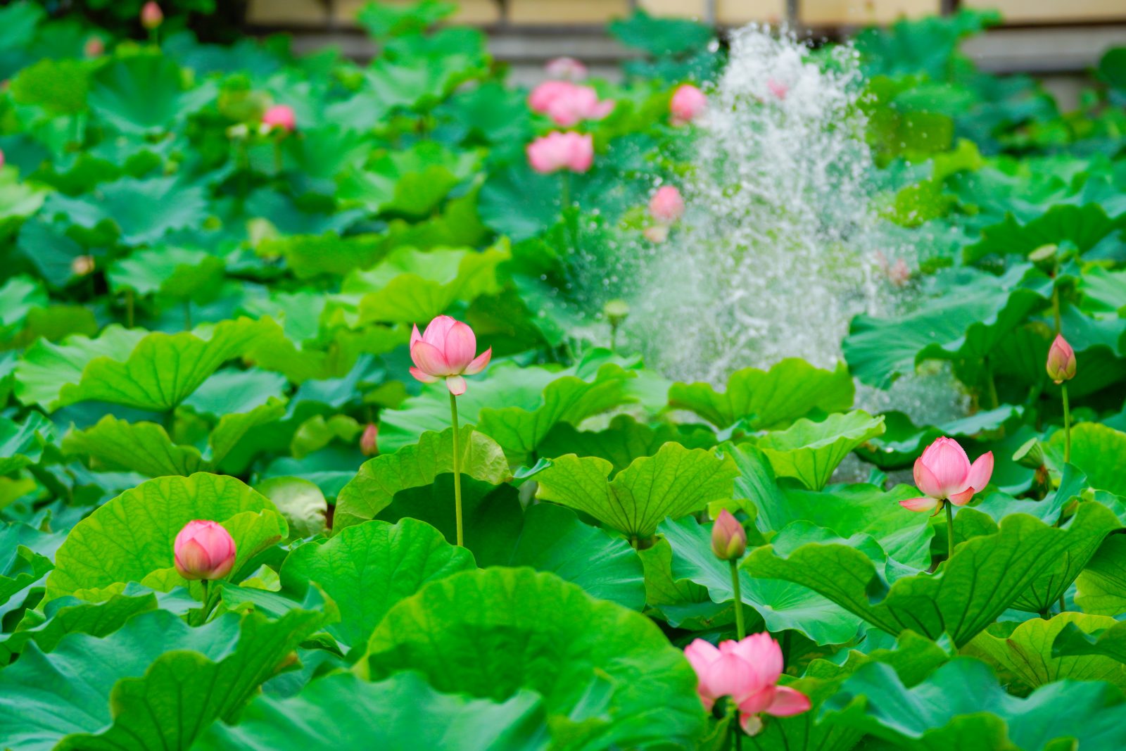 高田本山専修寺の写真「蓮池の噴水」