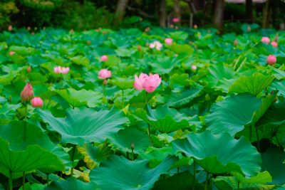 高田本山専修寺の写真「蓮池」