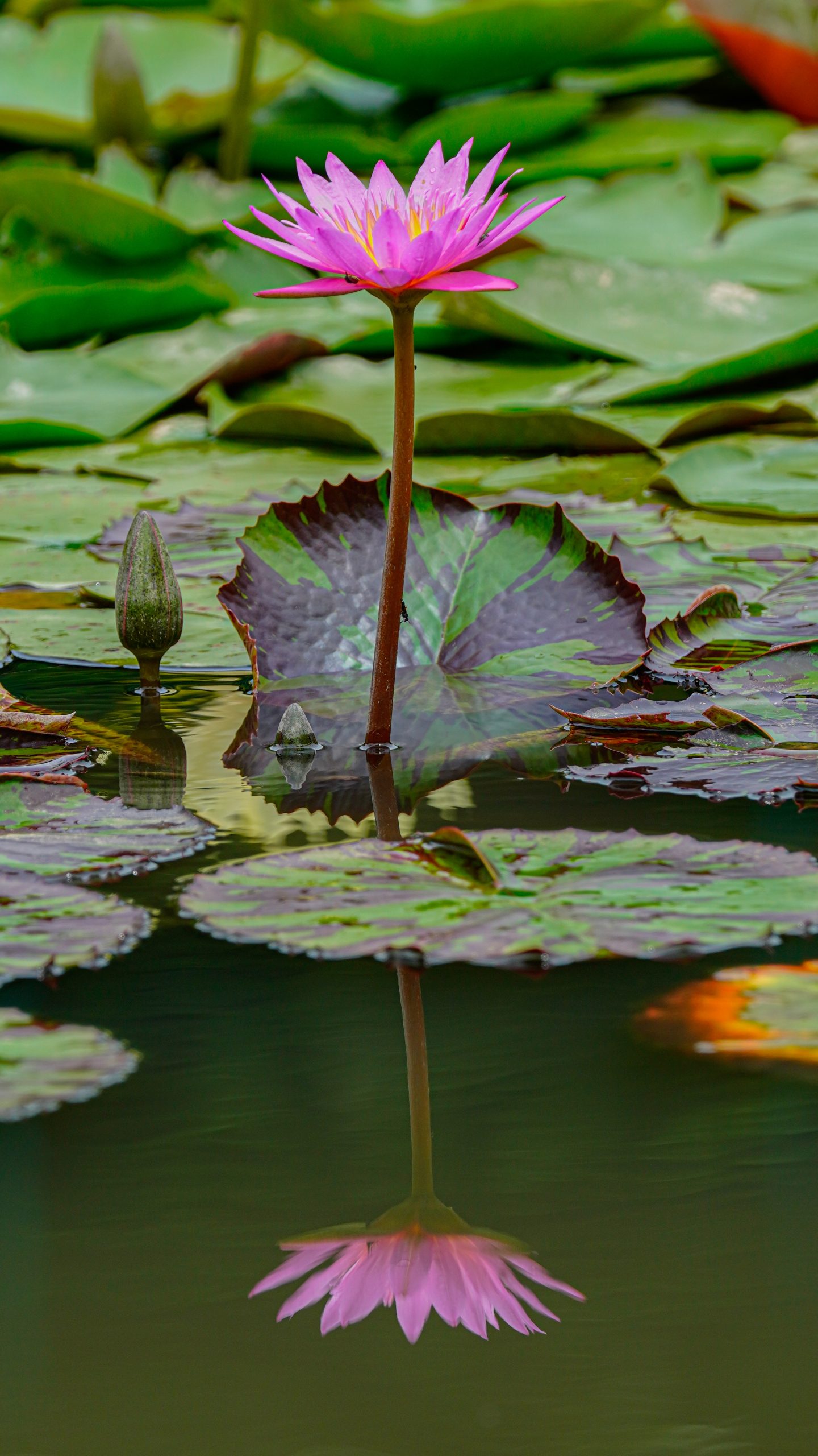 無料スマホ壁紙 ピンク色のスイレン。AndroidとiPhoneに対応した4K高画質の無料待ち受け画像。三重県津市のレッドヒルヒーサーの森で撮影したフリー写真素材