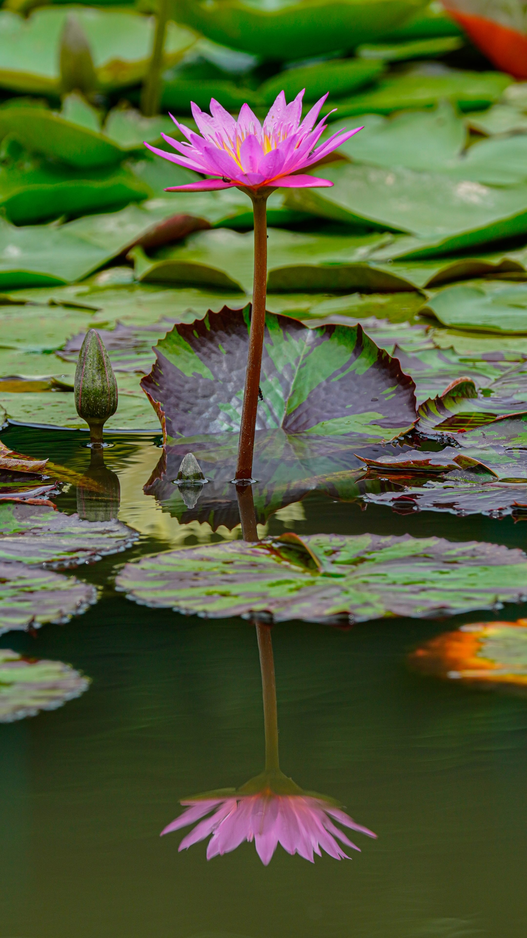 無料スマホ壁紙 ピンク色のスイレン。AndroidとiPhoneに対応した4K高画質の無料待ち受け画像。三重県津市のレッドヒルヒーサーの森で撮影したフリー写真素材