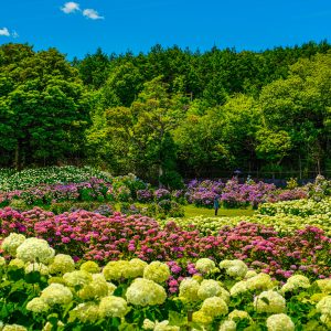 紫陽花に囲まれて