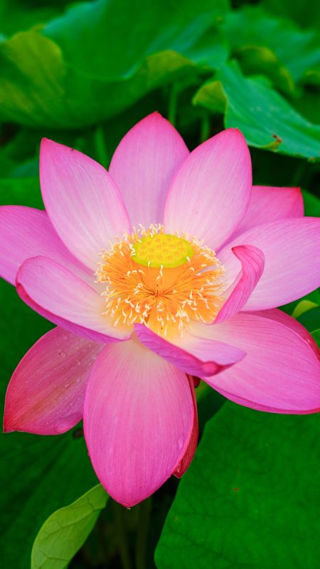 無料スマホ壁紙「蓮の花びら」