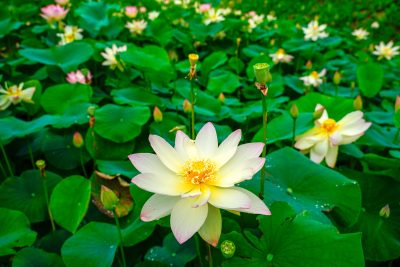 津市白山町二俣の蓮の写真「白色の蓮がズラリ」