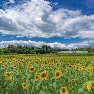 一面のひまわりと夏雲