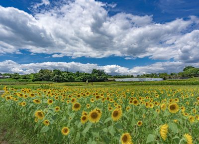 とことめの里 一志の写真「一面のひまわりと夏雲」