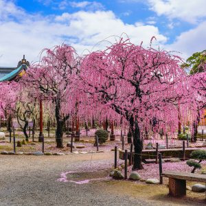 結城神社の庭苑