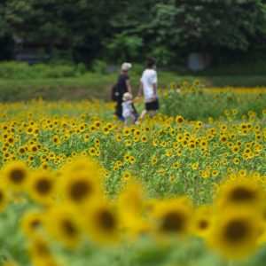 ひまわり畑を歩く家族