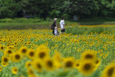 とことめの里 一志の写真「ひまわり畑を歩く家族」