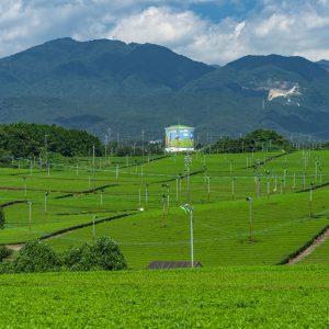 新緑に染まる茶畑と鈴鹿山脈