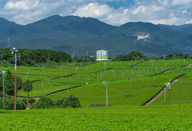 伊勢茶の写真「【亀山茶】新緑の茶畑と鈴鹿山脈」