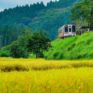 名松線の写真「伊勢鎌倉駅と稲穂」