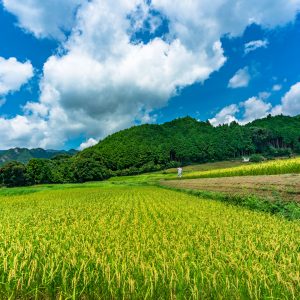 黄金の棚田と青空