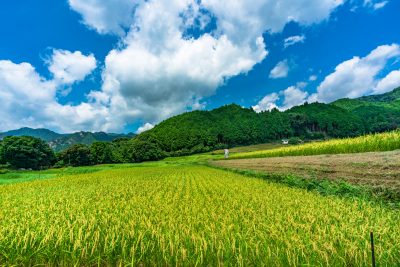坂本の棚田の写真「黄金の棚田と青空」