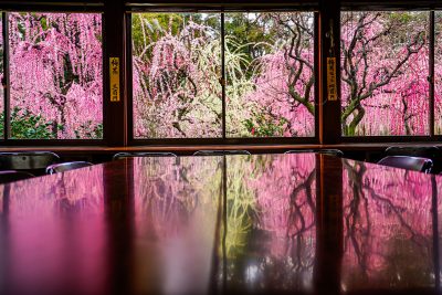 結城神社の梅苑の写真「結城神社の梅リフレクション」