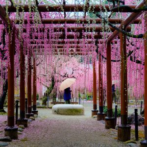 雨の結城神社