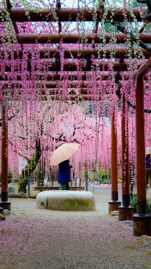 雨の結城神社