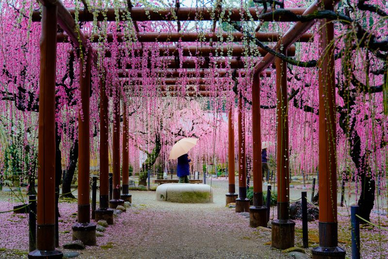 結城神社の梅苑の写真「雨の結城神社」