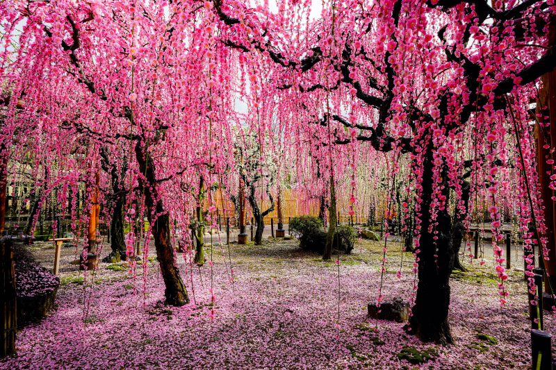結城神社の梅苑の写真「梅のじゅうたん」