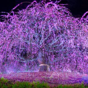 フリー写真素材「夜の枝垂れ梅ライトアップ」