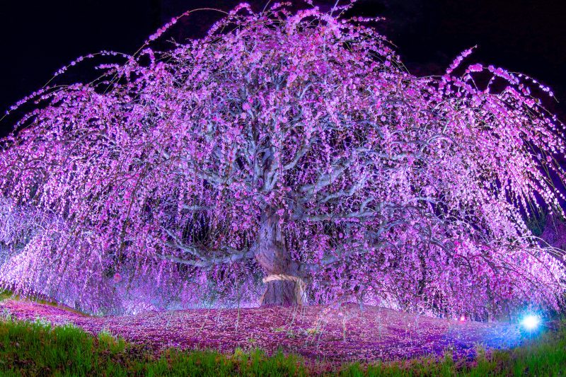 鈴鹿の森庭園の写真「夜の枝垂れ梅ライトアップ」