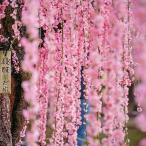 結城神社の綾服しだれ