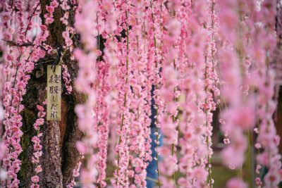 結城神社の梅苑の写真「結城神社の綾服しだれ」