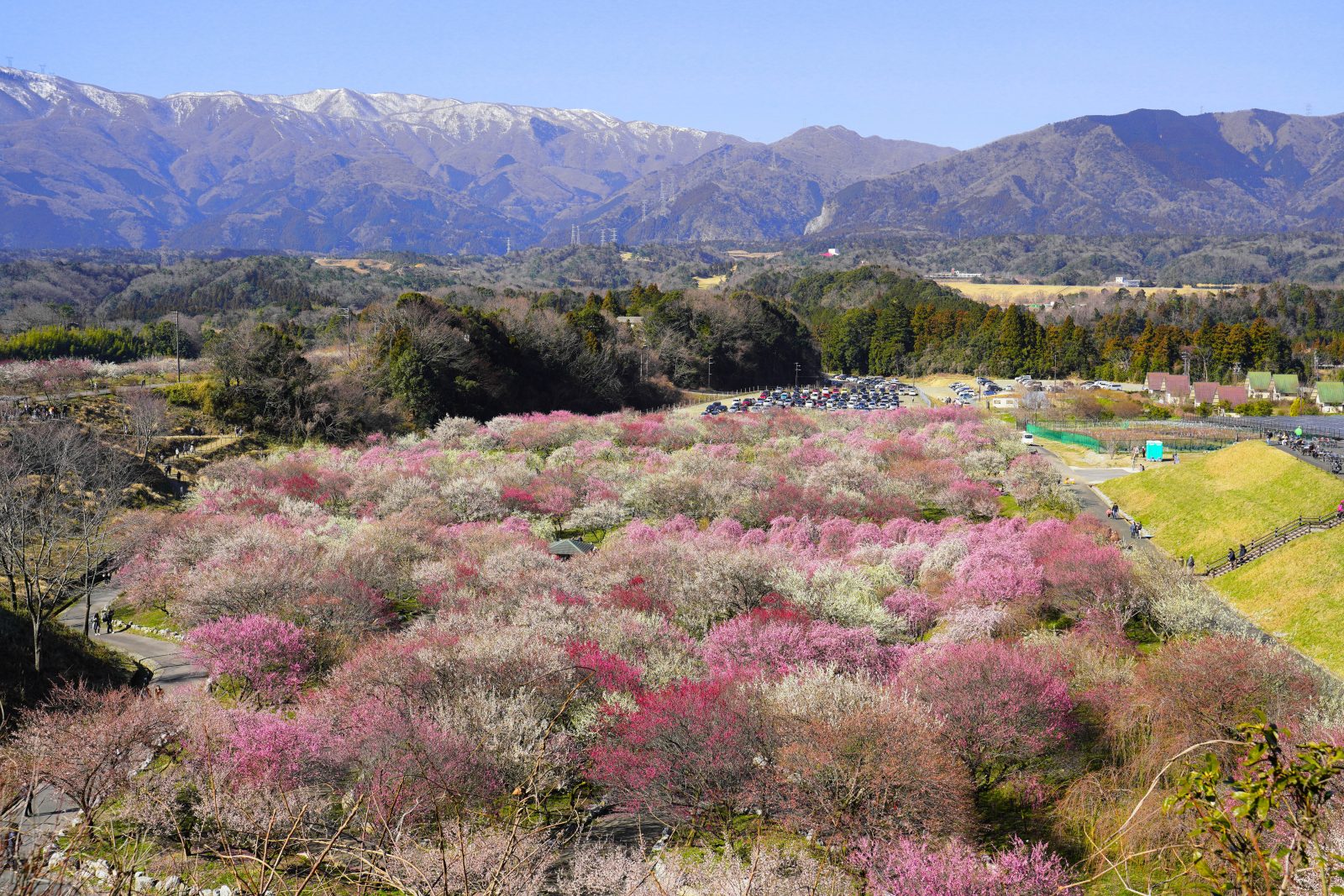 いなべ市農業公園（梅林公園）の写真「梅林園の全貌」