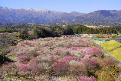 いなべ市農業公園（梅林公園）の写真「梅林園の全貌」