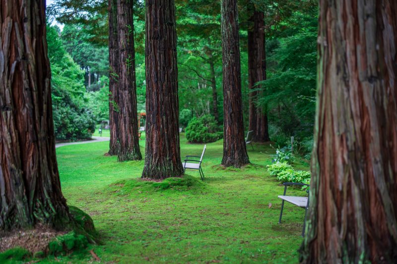 レッドヒルヒーサーの森の写真「立ち並ぶ樹木」