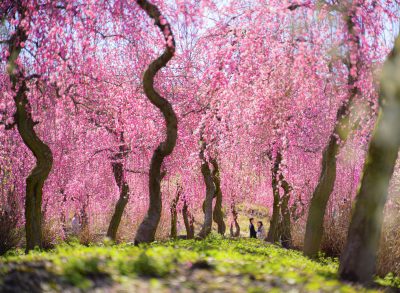 いなべ市農業公園（梅林公園）の写真「梅林シャンデリア」