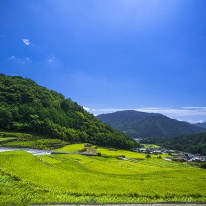 真夏のだんだん田