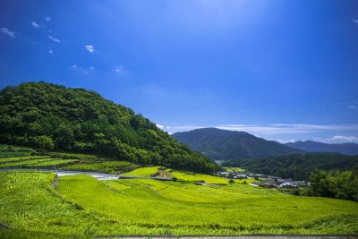 深野のだんだん田の写真「真夏のだんだん田」