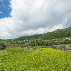 入道雲と稲穂