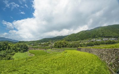 深野のだんだん田の写真「入道雲と稲穂」