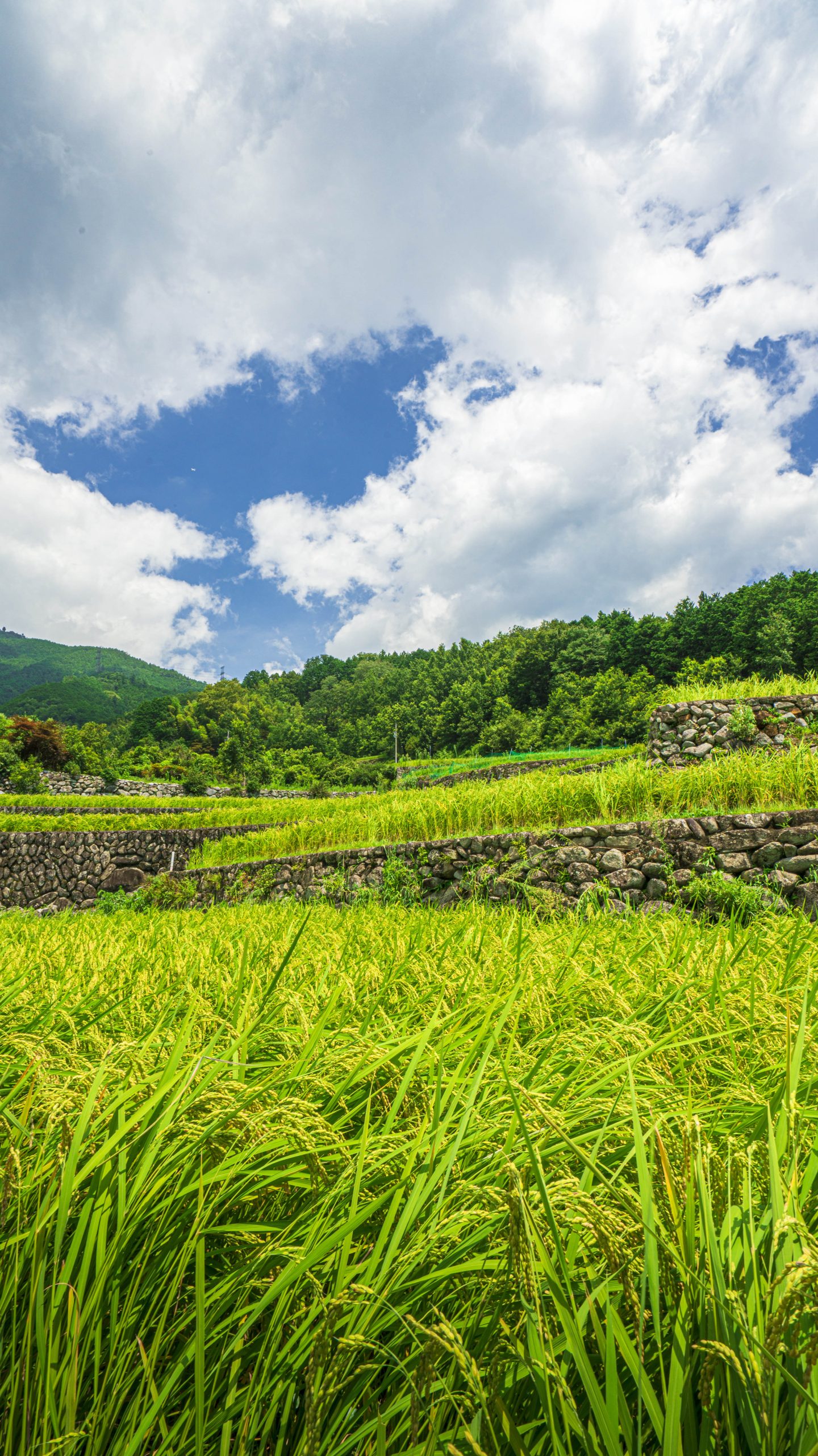 無料スマホ壁紙 真夏の棚田。AndroidとiPhoneに対応した4K高画質の無料待ち受け画像。三重県松阪市の深野のだんだん田で撮影したフリー写真素材