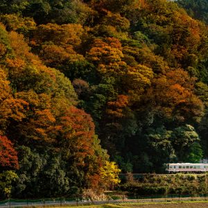 名松線の写真「美杉の秋」