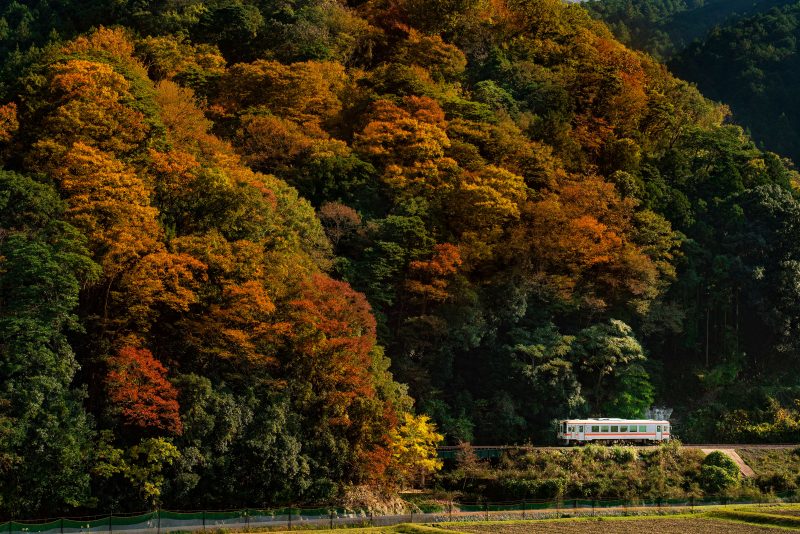 名松線の写真「美杉の秋」